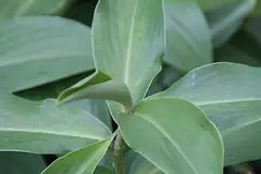 봉술