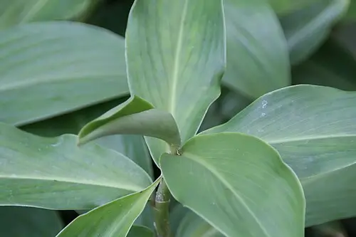 봉술 (Curcuma zedoaria)