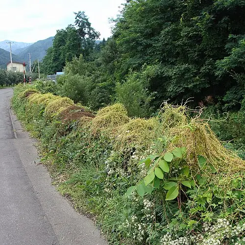 새삼 (Cuscuta japonica)