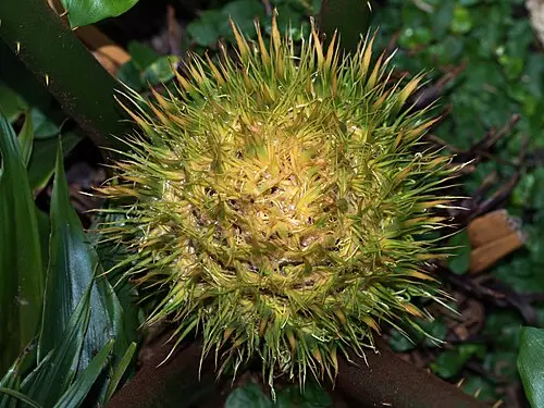더바오소철 (Cycas debaoensis)