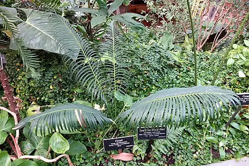 판즈화소철 (Cycas panzhihuaensis)