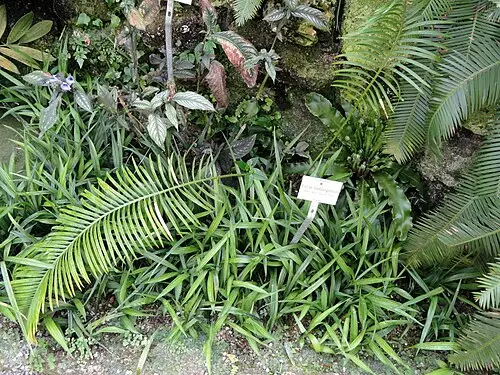 타이둥소철 (Cycas taitungensis)