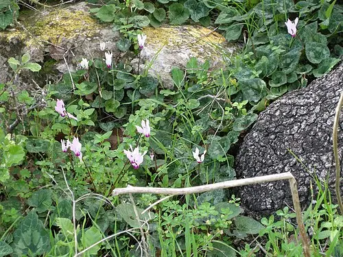 시클라멘 (Cyclamen persicum)