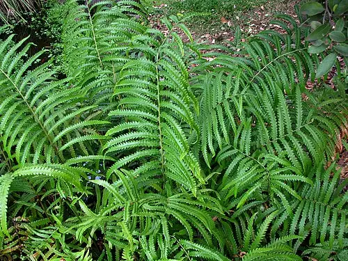 검은별고사리 (Cyclosorus interruptus)