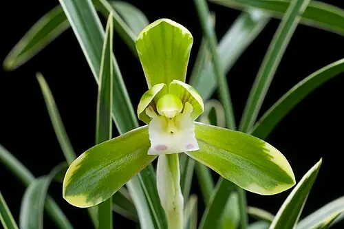 춘란 (Cymbidium goeringii)