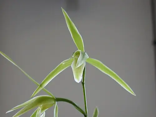 한란 (Cymbidium kanran)