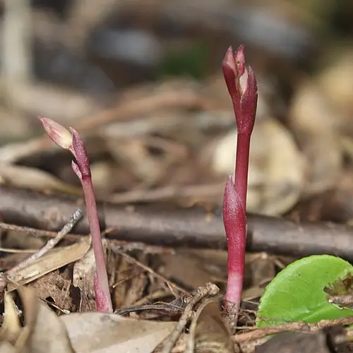 대흥란 (Cymbidium macrorhizon)