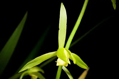 보세란 (Cymbidium sinense)
