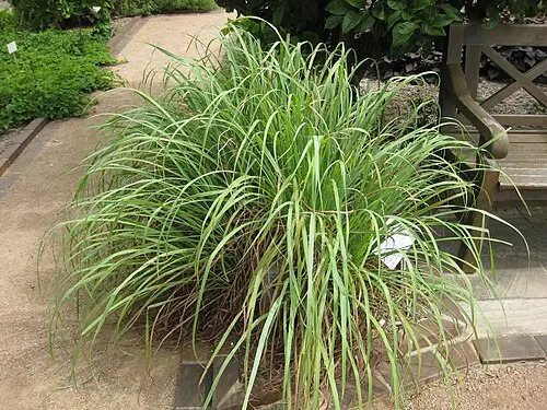 레몬그래스 (Cymbopogon citratus)