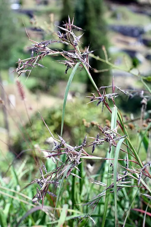 개솔새 (Cymbopogon goeringii)
