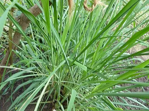 시트로넬라 (Cymbopogon nardus)