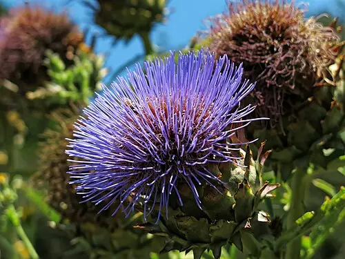 아티초크 (Cynara cardunculus)