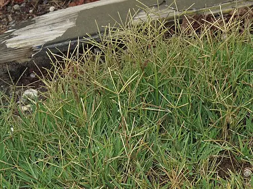 우산잔디 (Cynodon dactylon)