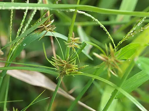 방동사니 (Cyperus amuricus)