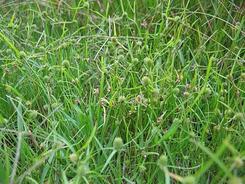 파대가리 (Cyperus brevifolius)