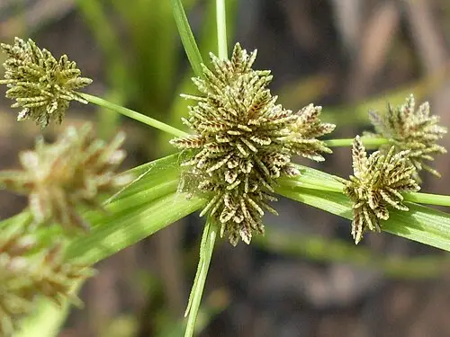 알방동사니 (Cyperus difformis)