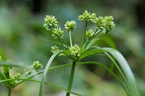 열대방동사니 (Cyperus eragrostis)