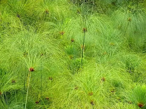 파피루스 (Cyperus papyrus)