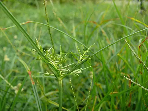 향부자 (Cyperus rotundus)