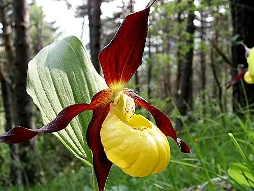 노랑복주머니란 (Cypripedium calceolus)