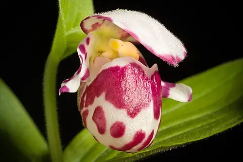 털복주머니란 (Cypripedium guttatum)