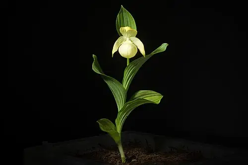 복주머니란 (Cypripedium macranthos)