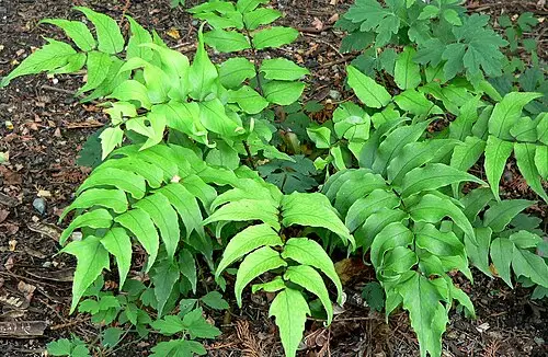 도깨비쇠고비 (Cyrtomium falcatum)