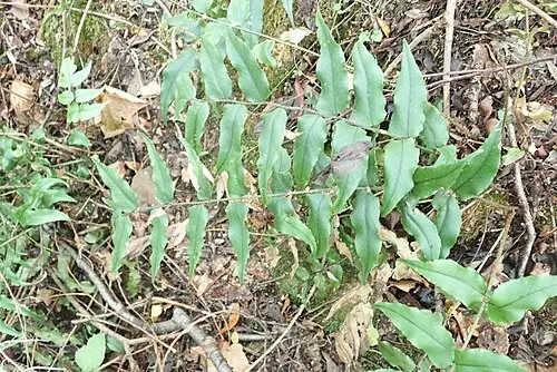쇠고비 (Cyrtomium fortunei)