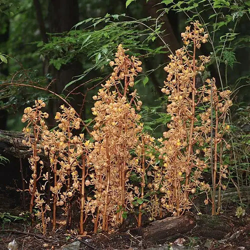으름난초 (Cyrtosia septentrionalis)