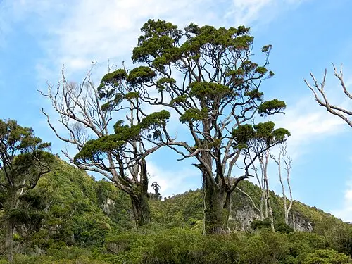 리무 (Dacrydium cupressinum)