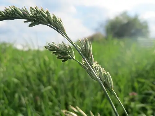 오리새 (Dactylis glomerata)