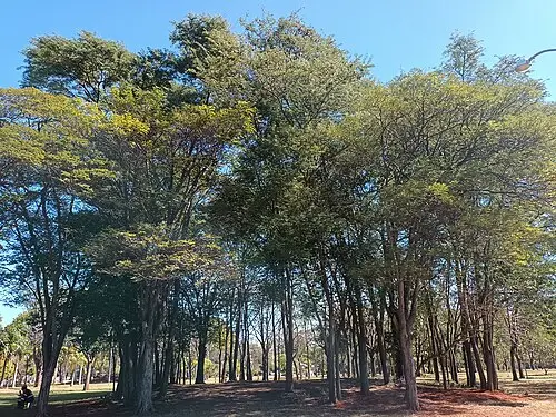 브라질흑황단 (Dalbergia nigra)
