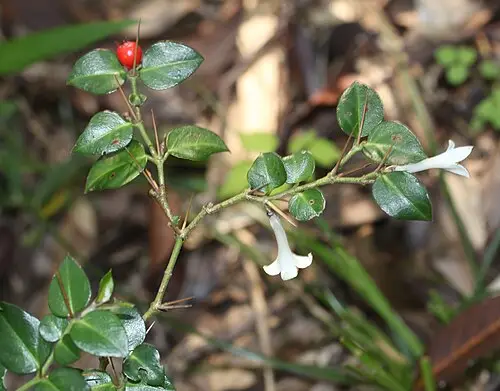 호자나무 (Damnacanthus indicus)