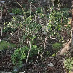 백서향나무