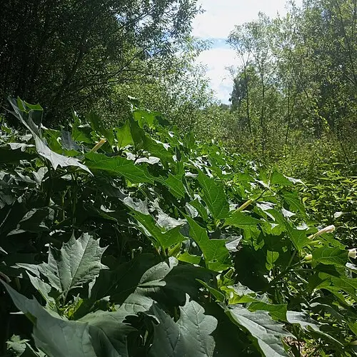 독말풀 (Datura stramonium)