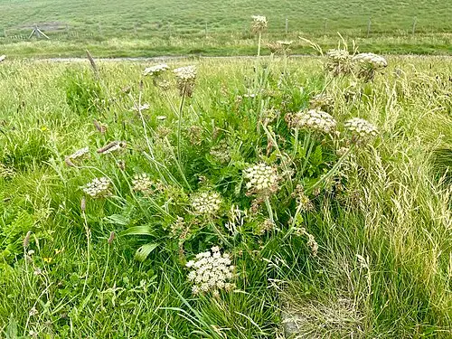 당근 (Daucus carota)