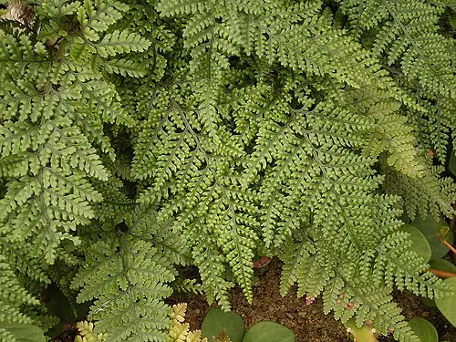 넉줄고사리 (Davallia bullata)