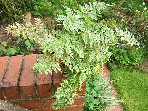 토끼발고사리 (Davallia canariensis)