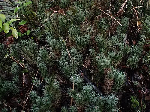 왕솔이끼 (Dawsonia superba)
