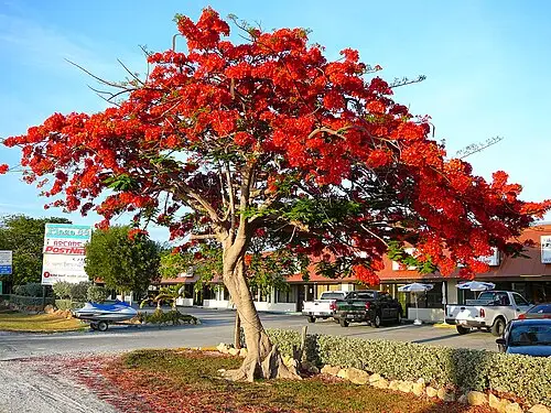 봉황목 (Delonix regia)