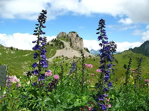델피니움 (Delphinium elatum)