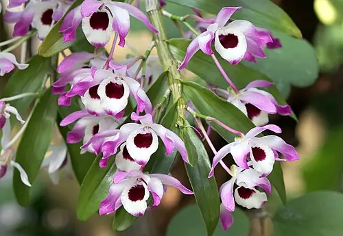 덴드로븀 (Dendrobium nobile)
