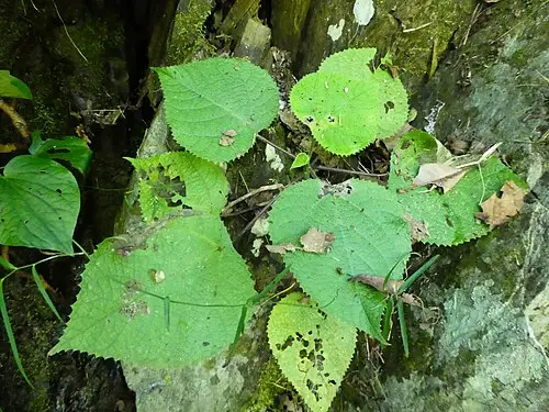 짐피짐피 (Dendrocnide moroides)