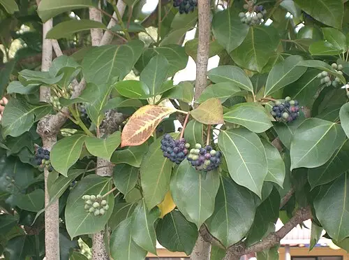 황칠나무 (Dendropanax trifidus)