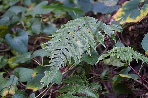 진고사리 (Deparia japonica)