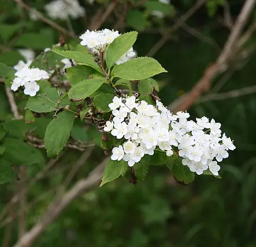 말발도리 (Deutzia parviflora)