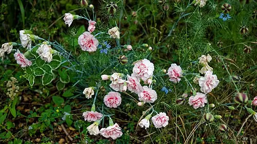 카네이션 (Dianthus caryophyllus)
