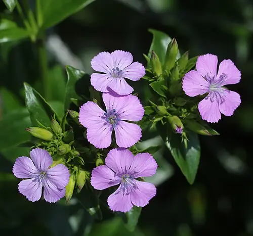 갯패랭이꽃 (Dianthus japonicus)