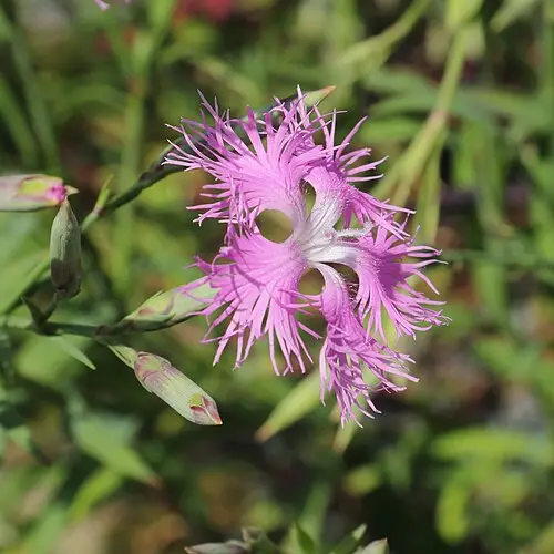 술패랭이꽃 (Dianthus longicalyx)