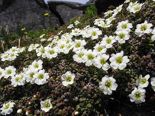 암매 (Diapensia obovata)